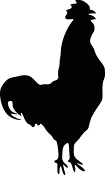 Rooster chiken vector