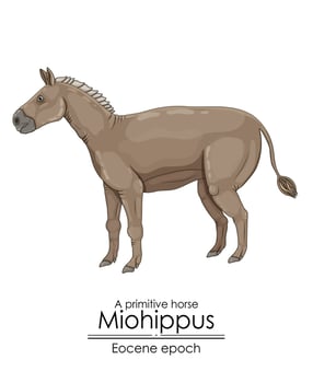 A primitive horse Miohippus from Eocene epoch. vector