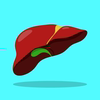 Realistic liver anatomy structure. Vector hepatic system organ, digestive gallbladder organ. Human liver for medical drugs, pharmacy and education design.