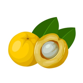 Vector illustration, whole and half cagaita fruit, scientific name Eugenia dysenterica, isolated on white background.