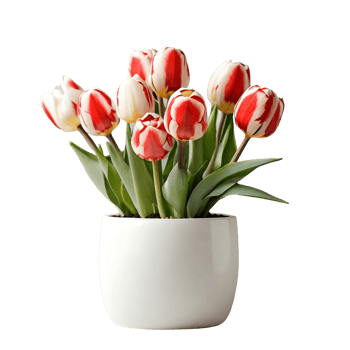 AI generated House parlor plant Tulips plant in modern white pot or vase isolated on transparent background generative ai png