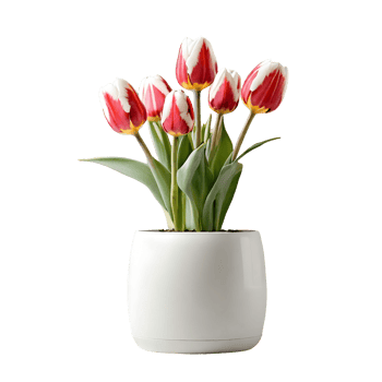 AI generated House parlor plant Tulips plant in modern white pot or vase isolated on transparent background generative ai png