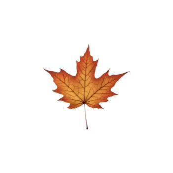 AI generated Maple leaves isolated on transparent background generative ai png