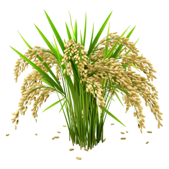AI generated Cereal Flowers or Crop on Transparent background - Ai Generated png