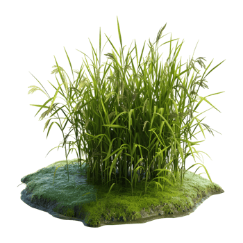 AI generated Cereal Flowers or Crop on Transparent background - Ai Generated png