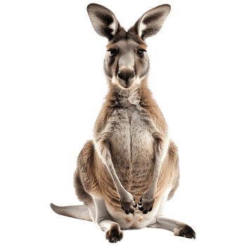 AI generated Australian Kangaroo on Transparent background - Ai Generated png