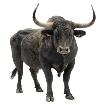 AI generated Spanish Black Bull on Transparent background - Ai Generated png