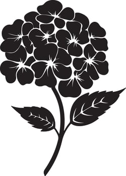 Hydrangea Flower Silhouette Vector Illustration White Background
