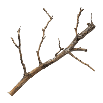 AI generated Wooden branch isolated on transparent background png