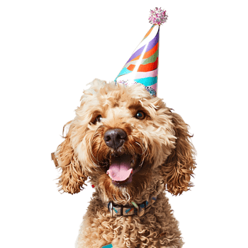 AI generated 3D Rendering of a Dog With Celebration Cap on Transparent Background - Ai Generated png