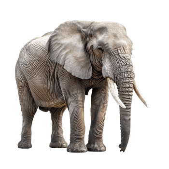 AI generated Elephant isolated on transparent background png