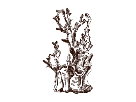 Hand-drawn coral sketch. Underwater tropical reef element. Vector engraved illustrations isolated on white background.