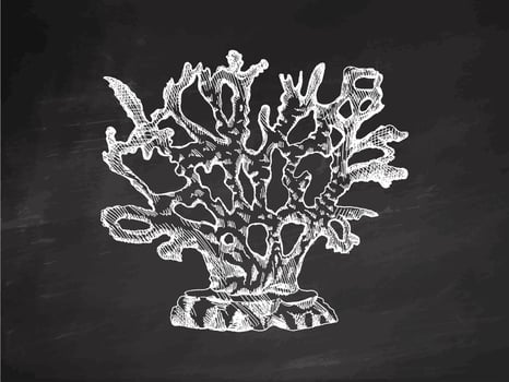 Hand-drawn coral sketch. Underwater tropical reef element. Vector engraved illustrations isolated on chalkboard background.