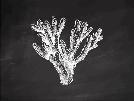Hand-drawn coral sketch. Underwater tropical reef element. Vector engraved illustrations isolated on chalkboard background.