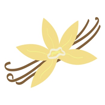 Vanilla flower with dried vanilla sticks, vector illustration, vanilla spice clipart