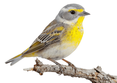 AI generated Yellow-breasted bunting on a branch on transparent background - stock png. png