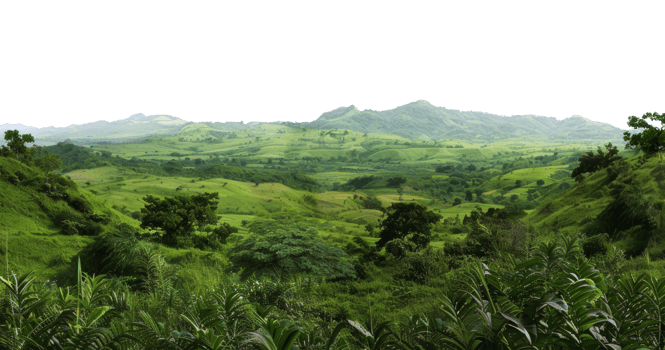 AI generated Lush green canopy of a misty tropical rainforest on transparent background - stock png. png