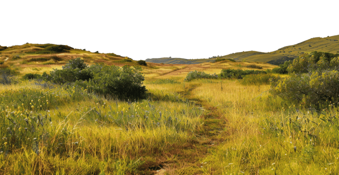 AI generated Serene golden hills with a narrow path and wildflowers on transparent background - stock png. png