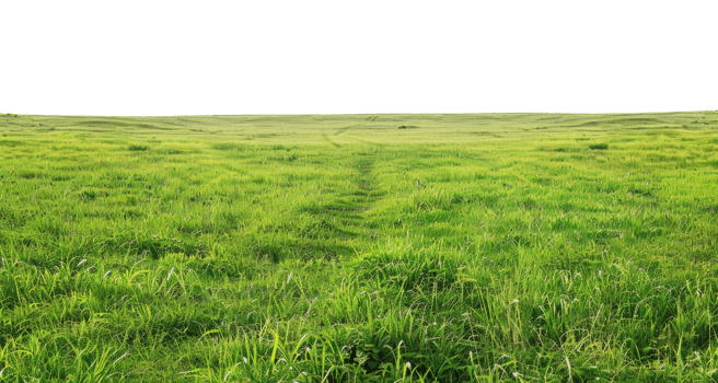 AI generated Expansive lush green field with a clear horizon on transparent background - stock png. png