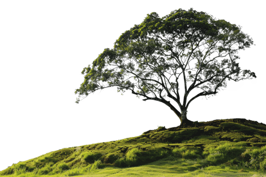 AI generated Majestic solitary tree standing on a lush green hill on transparent background - stock png. png