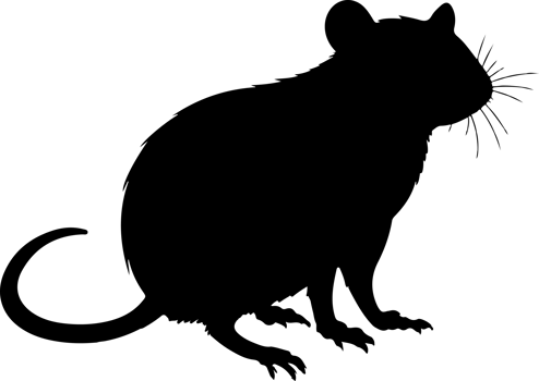 AI generated rat illustration isolated on transparent background. png