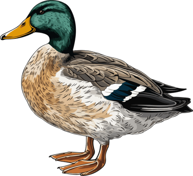 AI generated wild duck illustration isolated on transparent background. png
