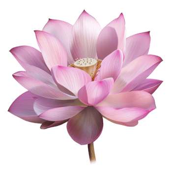 AI generated Graceful Lotus Pink Flower Isolated on Transparent Background generative AI png