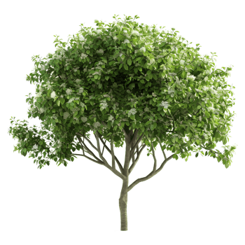AI generated 3D Rendering of a Green Leaves Tree on Transparent Background - Ai Generated png
