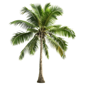 AI generated 3D Rendering of a Palm Tree on Transparent Background - Ai Generated png