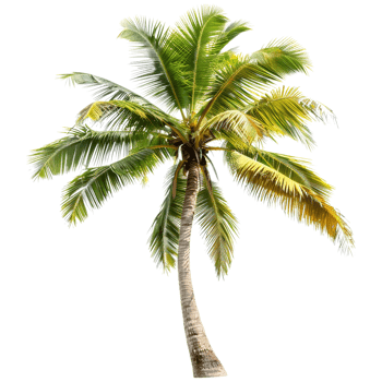 AI generated 3D Rendering of a Palm Tree on Transparent Background - Ai Generated png