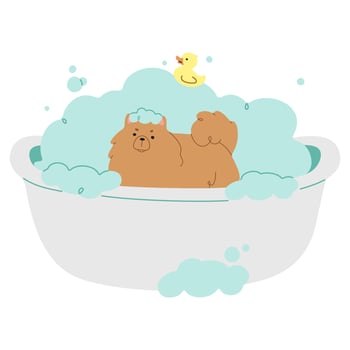 Pet Grooming Single cute on a white background, vector illustration.