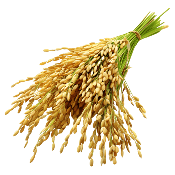 AI generated 3D Rendering of a Grain crop on Transparent Background - Ai Generated png