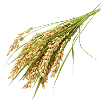 AI generated 3D Rendering of a Grain crop on Transparent Background - Ai Generated png