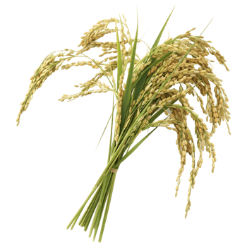 AI generated 3D Rendering of a Grain crop on Transparent Background - Ai Generated png