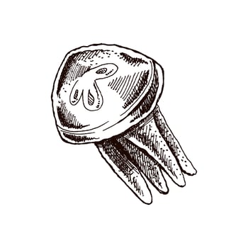 Hand-drawn jellyfish, deep-sea luminous marine. Vector sketch illustration. Sea collection. Engraved illustrations isolated on white background.