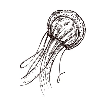 Hand-drawn red jellyfish. Vector sketch illustration. Sea collection. Engraved illustrations isolated on white background.