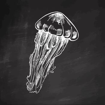 Hand-drawn jellyfish. Vector sketch illustration. Sea collection. Engraved white illustrations isolated on chalkboard background.