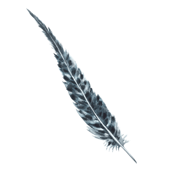 Watercolor monochrome bird feather gray black color with granulation of shades and natural ornaments. Real wings, quill. Hand drawn illustration. Clipart for logo, print. background png