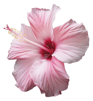 Portrait pink Hibiscus flower on transparent background png