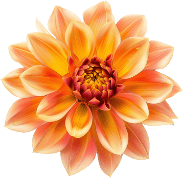 Beautiful orange dahlia flower on transparent background png