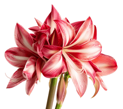 Bouqet of pink png