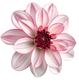 Beautiful pink Dahlia flower on transparent background png