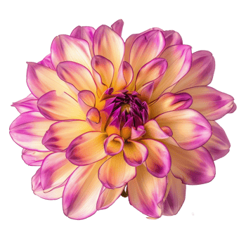 Beautiful Purple Dahlia Flower on transparent background png