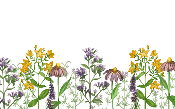 Watercolor illustration. Border of flowers and meadow grasses chamomile, lungwort grass, hypericaceae, heather oregano drawn in colored watercolor by hand. For printing on books, textiles, design png