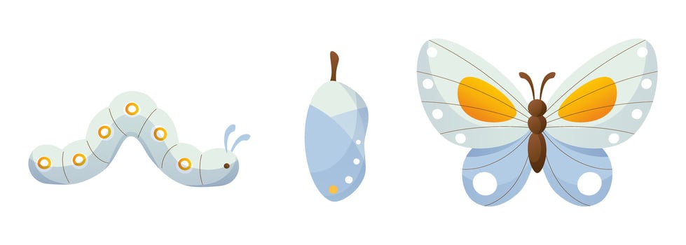 Life cycle of a butterfly. Caterpillar, chrysalis, blue butterfly. Vector illustration of butterfly development stage on white background. Biology concept for children's educational material.