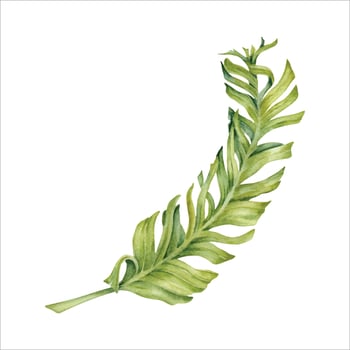 Green banana leaf. Watercolor hand painted tropical plant branch. Isolated element on white background. Natural botanical illustration. Exotic, holiday, exotic floral card designs, jungle prints vector