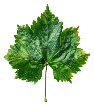 AI generated Lush green grape leaf with intricate veins on transparent background - stock png. png
