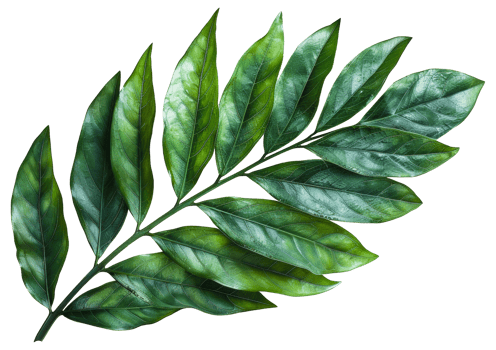 AI generated Green tropical leaves on branch with natural textures on transparent background - stock png. png