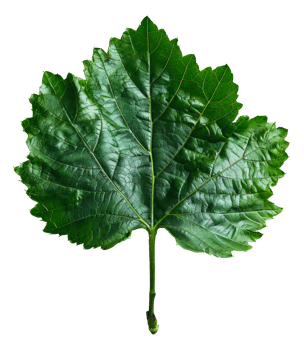AI generated Lush green grape leaf with intricate veins on transparent background - stock png. png
