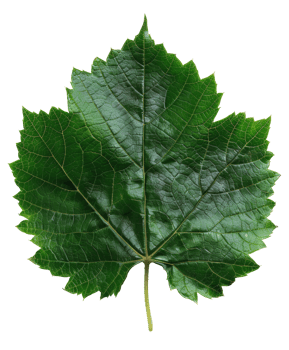 AI generated Lush green grape leaf with intricate veins on transparent background - stock png. png